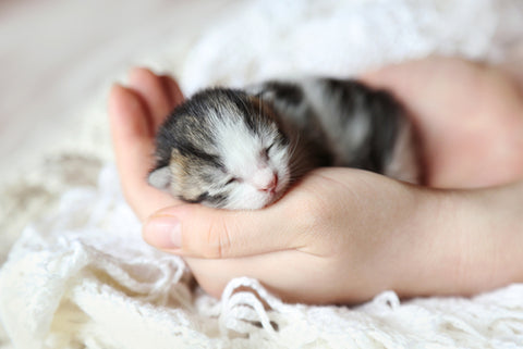 Newborn kitten in the palm of a hand.