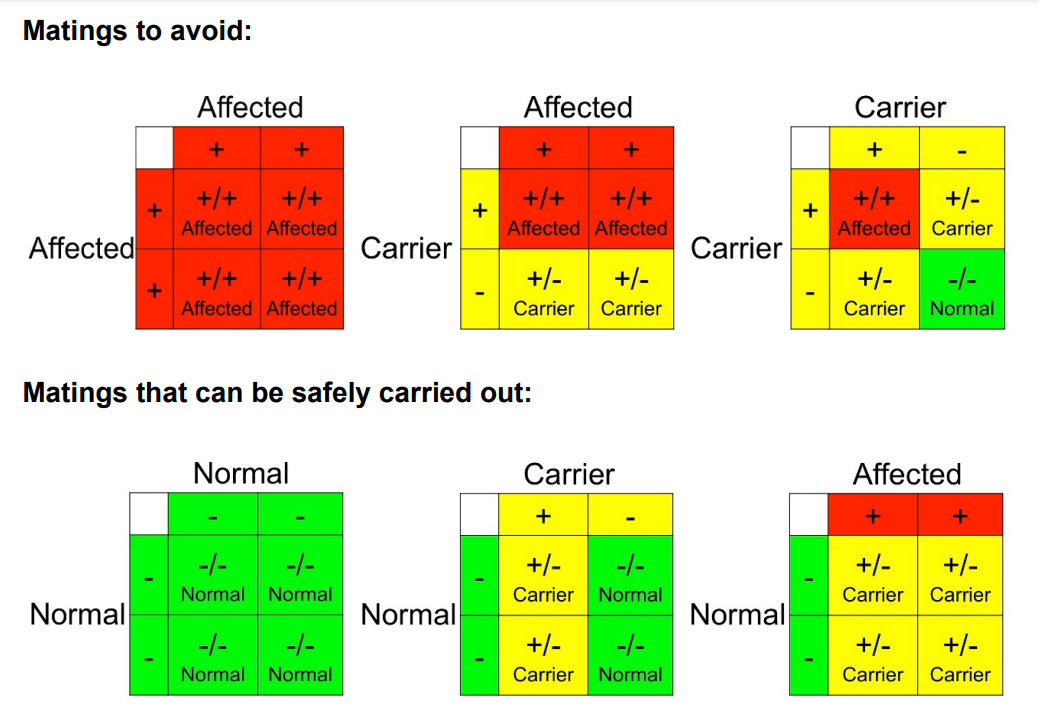 Punnett Squares for PK deficiency and breeding cats