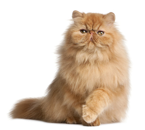 Persian cat with an orange coat, sitting against a white background.