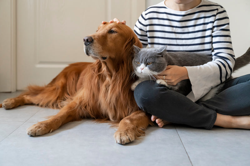 Golden Retriever dog and gray British Shorthair cat with their owner.