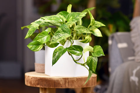 Image of a Pothos plant in a white pot.