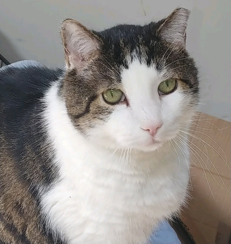 Sami the cat. Tabby cat with white markings and green eyes looking at the camera.