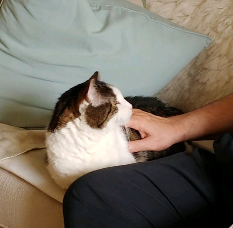 Sami the cat getting pet while resting on the couch.