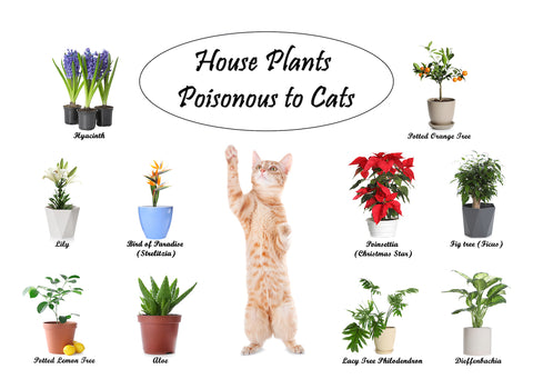 Set of house plants poisonous to cats and kitten on white background