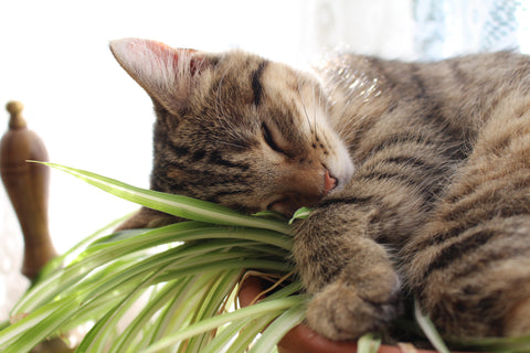 Sleeping tabby cat holiding spider plant leaves between its front paws.