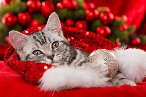 Sleeping kitten wrapped in a Santa hat with Christmas tree in the background