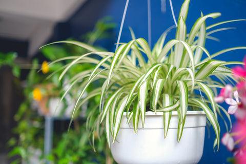 Spider plant in a white hanging basket. Blue wall in background.