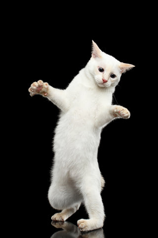 Image of Funny Cat of Breed Mekong Bobtail without tail, Clumsy Standing on Hind Legs, Isolated Black Background, Color-point White Fur, learning to walk