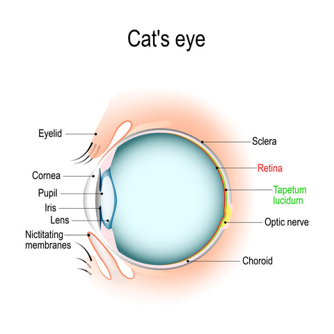 Anatomy of the cat's or dog's eye. Vertical section of the eye and eyelids. Third eyelid and Tapetum lucidum. Schematic diagram. Detailed illustration.