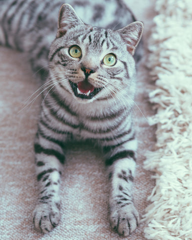 British Shorthair Silver Tabby Male Cat panting like a dog