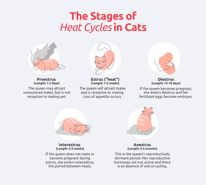 Graphic showing the five cycles of feline estrus.