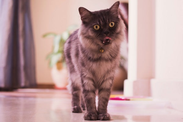 A smokey gray striped cat standing in a hall linking its nose