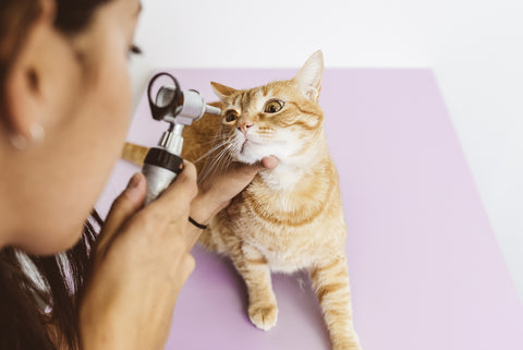Veterinarian examining the eyes of an orange tabby cat. Cat on pink surface with white background.