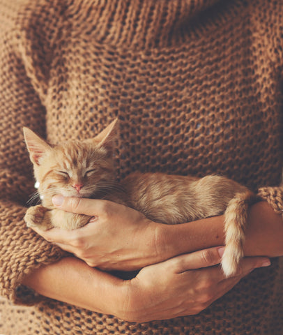 Cute ginger kitten sleeps on his owner's hands in warm sweater.