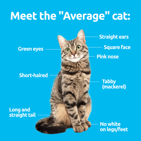 The Average cat
