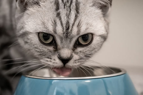 cat water bowl