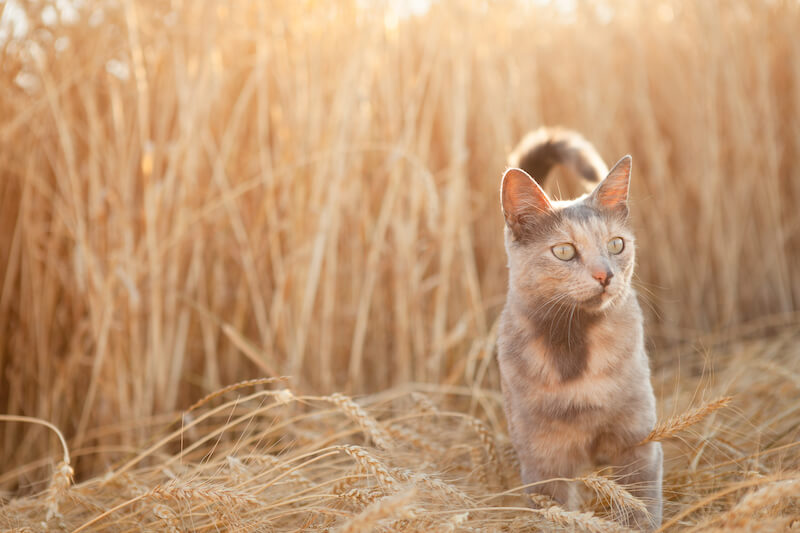 cat field wheat