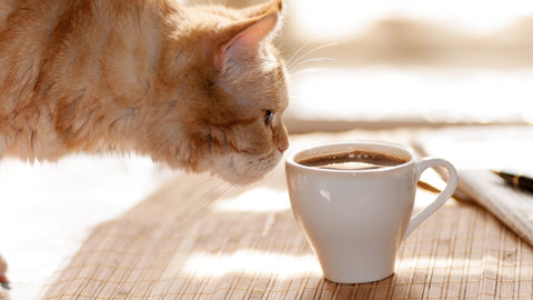 An orange tabby cat sniffing a cup of coffee, a potential cat poison