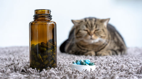a tabby cat with a bottle of pills--a common household poison