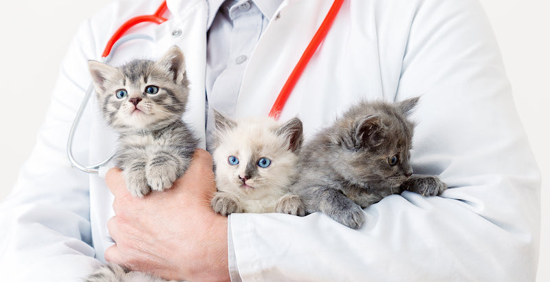 doctor veterinarian kittens