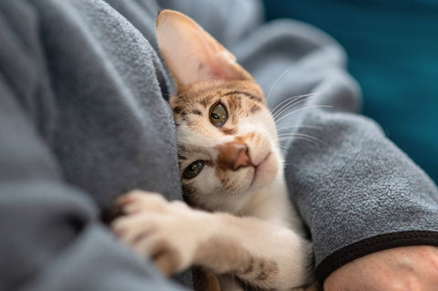 A cat snuggled into its owner's arms, looking trustingly and relaxed