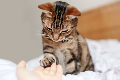 A tabby cat reaching out to its owner’s hand