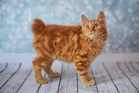 A photo of a young ginger coated American bobtail cat 