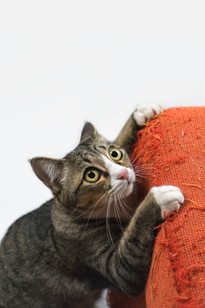 Grey tabby cat with white paws. Cat scratching the sides of a red couch.