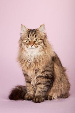 Siberian Forest Cat on lilac background
