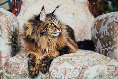 Beautiful Maine Coon cat lounging on an antique chair