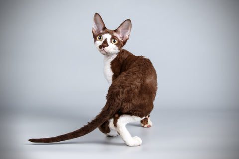 Devon Rex cat on grey colored background