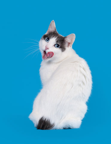Bicolor Japanese Bobtail cat licking his lips against a blue background.