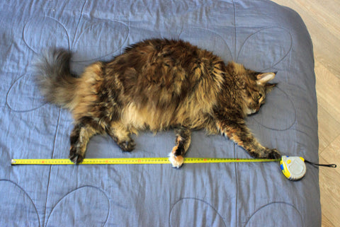 a cat with a tape measure, lying on the sofa. repair with assistant. measuring tape.