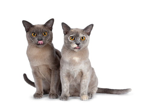Pair of chocolate and tortie Burmese cats