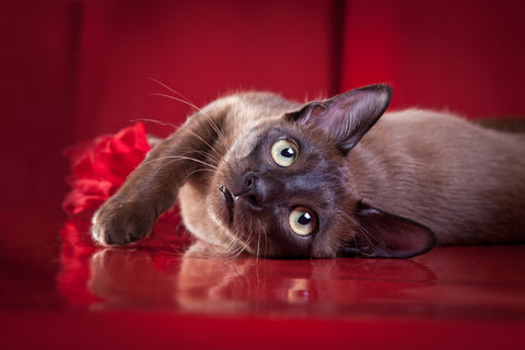 Tonkinese cat lying down against a deep red background.