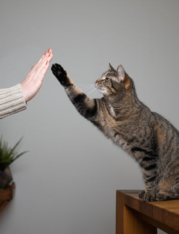 Tabby cat sitting on a table and reaching its paw to high five a human hand.