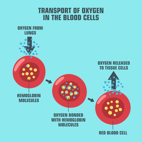Vector Science medical icon transport of oxygen in blood. 