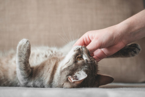 Cute gray cat playing with human hand while lying on sofa.