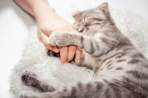 Happy sleeping Scottish Fold cat holding onto a person's hands.