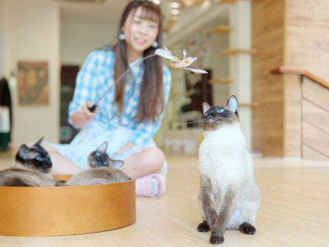 Young woman playing with several Siamese cats with flying cat toys.
