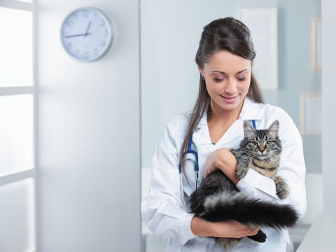 Veterinarian holding a cat.