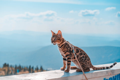 Bengal cat on a leash, sitting on railing with mountains in the background.