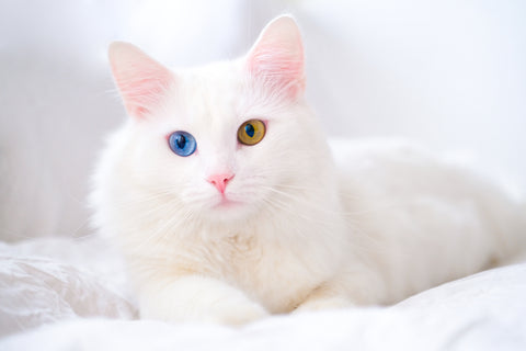 White Turkish Angora cat with one blue eye and one green eye