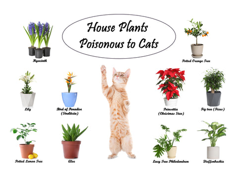 Image of cat on its hind legs around examples of plants that are toxic to cats.