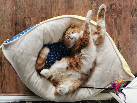 Cat sleeping in funny position in cat bed