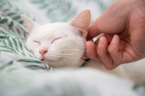 White cat sleeping in green blankets. Owner petting cat.