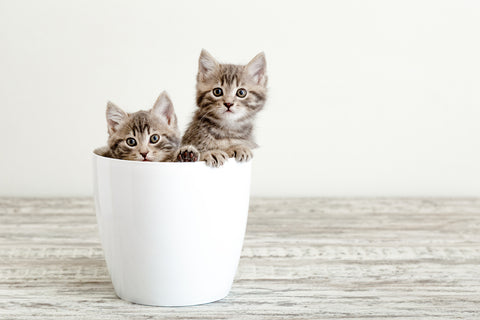 Two kittens in a white pot