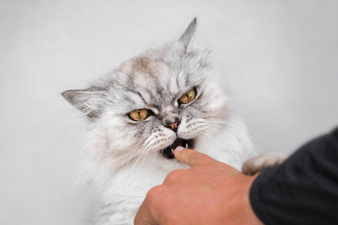 Fluffy cat biting finger