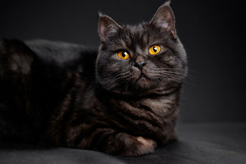 Image of black cat with faint agouti banding lying down