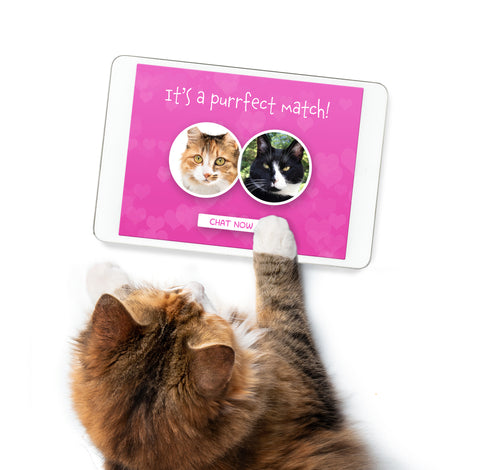 Mock image of cat using a dating app online